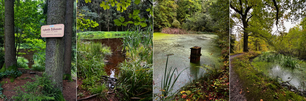 Vlevo rybník Žižkovec, vpravo pak rybník Grandlový