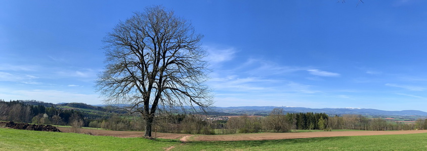 Významné chráněné stromy a panorama Krkonoš. Vpředu jilm a za ním dole po cestičce naleznete i lípu.